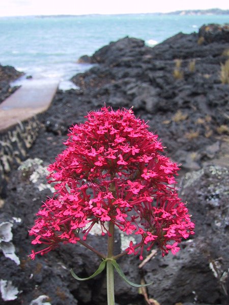 ���̉摜�͎����I�ɐ؂�ւ��܂�...