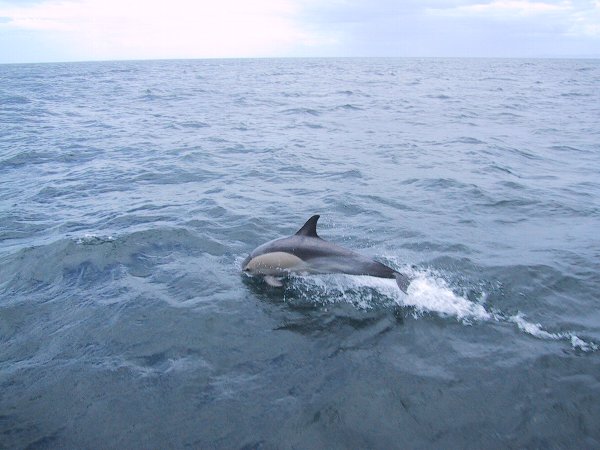 ���̉摜�͎����I�ɐ؂�ւ��܂�...