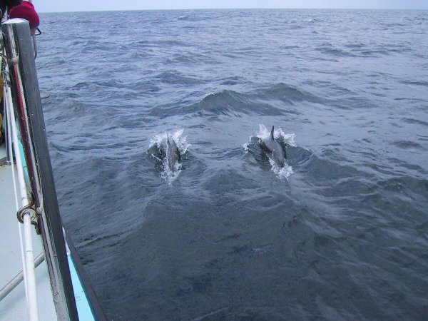 ���̉摜�͎����I�ɐ؂�ւ��܂�...