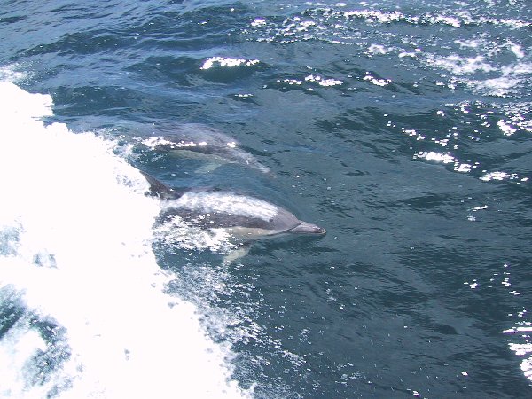 ���̉摜�͎����I�ɐ؂�ւ��܂�...