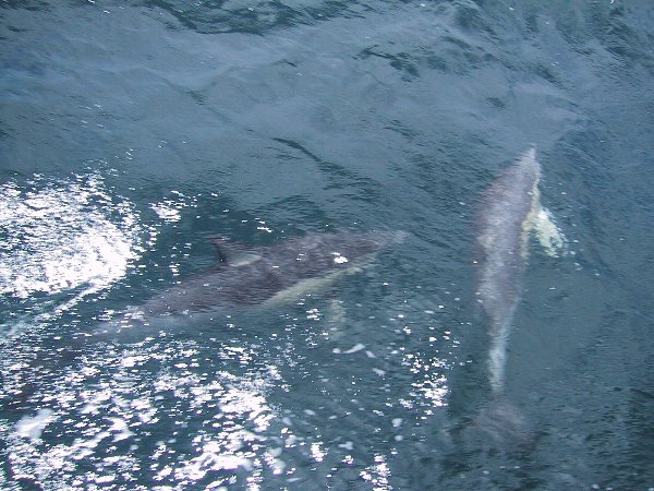 ���̉摜�͎����I�ɐ؂�ւ��܂�...