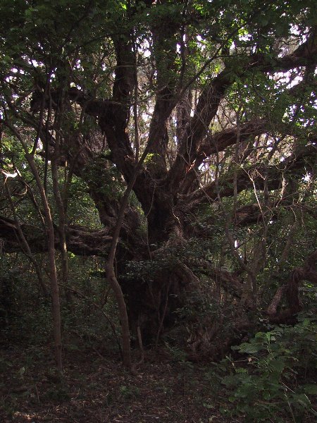 ���̉摜�͎����I�ɐ؂�ւ��܂�...